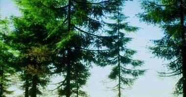 CGI Lush green trees reach towards a clear blue sky in a serene forest landscape video