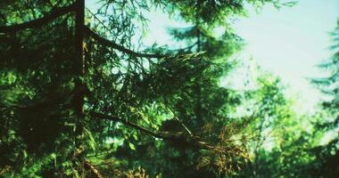CGI Lush green forest with sunlight filtering through the tree branches in daytime video