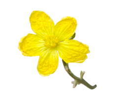 yellow flower on transparent background, A Bright yellow Sponge Gourd flowers with delicate petals bloom in nature, isolated on a background, showcasing their spring beauty, png