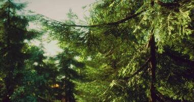 CGI Vibrant green forest canopy under bright sunlight in a tranquil setting video