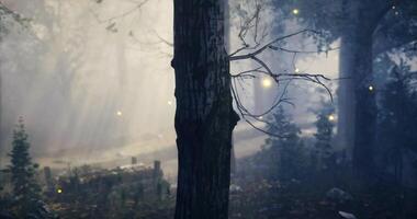 CGI Enchanted forest filled with glowing lights at twilight in the woods video