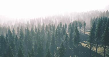 CGI Misty forest landscape displaying tall coniferous trees in the morning light video
