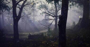 CGI Enchanting forest path illuminated by fireflies during twilight hours video