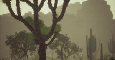 CGI Desert landscape showcasing unique vegetation and distant mountains at dusk video