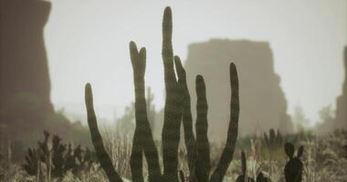 CGI Silhouette of cacti against a desert landscape during golden hour video