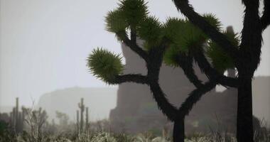 CGI Desert landscape at twilight featuring unique vegetation and distant mountains video