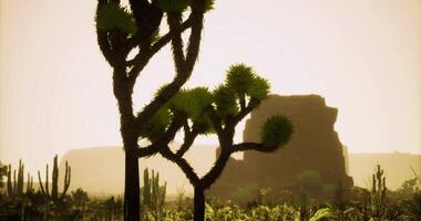 CGI Desert landscape showcasing unique flora and distant rock formations at sunset video
