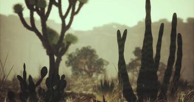 CGI Exploring a desert landscape with diverse cacti and distant mountains video