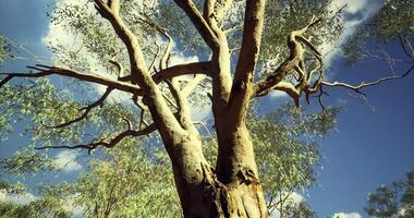 CGI Majestic eucalyptus tree reaching towards the clear blue sky in Australia video