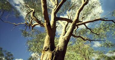 CGI Majestic eucalyptus tree reaching towards the sky in a sunny setting video