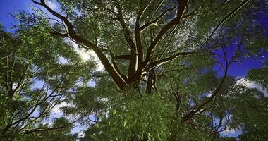 CGI Majestic tree canopy with sunlight filtering through green leaves video