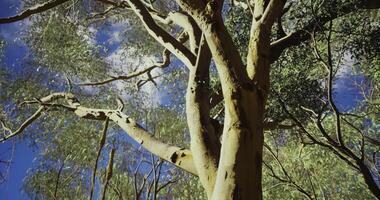 CGI Tall trees with textured bark and vibrant leaves under a bright blue sky video