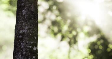CGI Close up of a tree trunk in a sunlit forest during early morning video