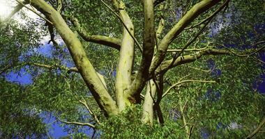 CGI Majestic tree branches stretch towards a blue sky in a peaceful setting video