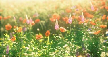 CGI Vibrant wildflower field blooming with colors during a sunny afternoon video