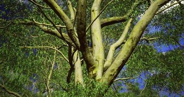 CGI Eucalyptus tree branches stretch upward under a bright evening sky video