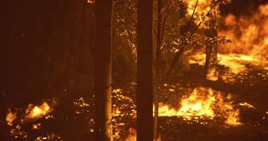 CGI Wildfire spreads rapidly through a dense forest during a dry evening video