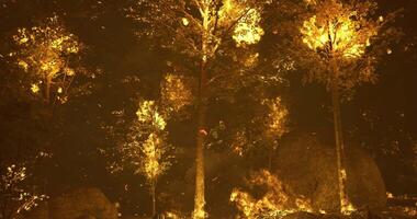 CGI Forest fire engulfing trees during a nighttime blaze in a wooded area video