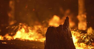 CGI Forest fire raging through dried vegetation at sunset in a remote area video