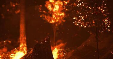 CGI Forest engulfed in flames during wildfire in dry season video