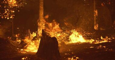 CGI Forest fire spreads rapidly through dense vegetation during nighttime video