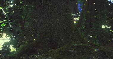 CGI Mystical fireflies dance around tree trunk in lush forest at twilight video