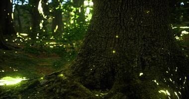 CGI Majestic forest with glowing lights illuminating tree trunk at dusk video