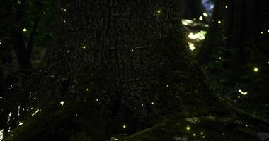 CGI Glowing fireflies illuminating the bark of an ancient tree at twilight video