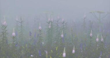 CGI Morning fog envelops wildflowers in serene meadow landscape at dawn video