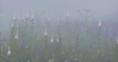 CGI Fog envelops wildflowers in a serene meadow at dawn video