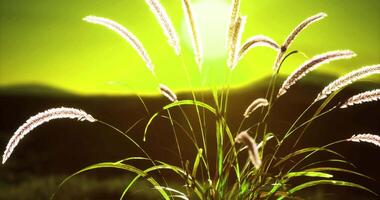 CGI Vibrant sunlit grass swaying gently in an evening breeze in a lush field video