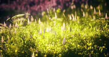 CGI Lush wildflower meadow illuminated by sunlight in a serene natural setting video