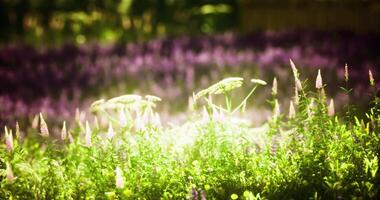 CGI Lush purple flower field bathed in sunlight during a warm spring afternoon video