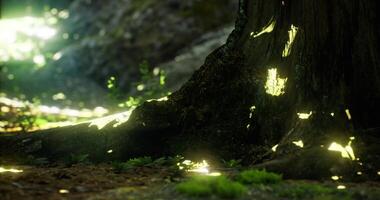 CGI Light filtering through trees creates a serene forest environment in daylight video