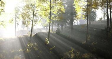 CGI Sunlight breaking through trees in a tranquil forest during early morning video