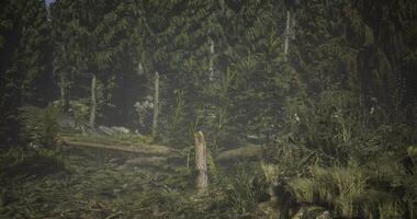 CGI Dense forest with tall trees and fallen logs during early morning light video