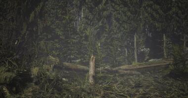 CGI Forest clearing with fallen trees and dense greenery during daytime video