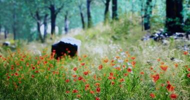 CGI Vibrant wildflowers in a serene meadow during a sunny day in spring video