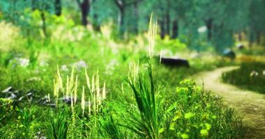 CGI Lush green vegetation along a winding path in a serene forest setting video