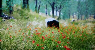 CGI Bright red poppies bloom in a green meadow surrounded by trees video