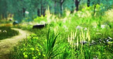 CGI Lush green forest path with wildflowers and tall grass in afternoon light video