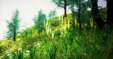 CGI Lush green hillside with wild grasses and surrounding trees in bright sunlight video