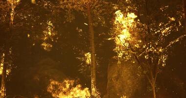 CGI Forest fire consumes trees in a dramatic display of flames at night video
