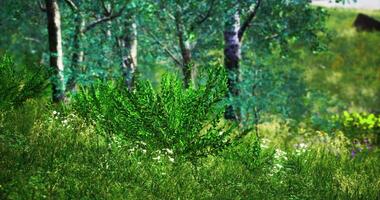 CGI Lush greenery and vibrant foliage in a tranquil forest setting during daytime video