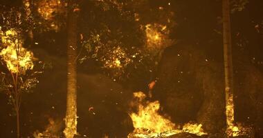 CGI Wildfire spreads rapidly through dense forest during dry season video