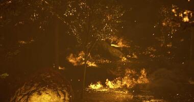 CGI Forest fire consumes vegetation in a dense woodland area during nighttime video