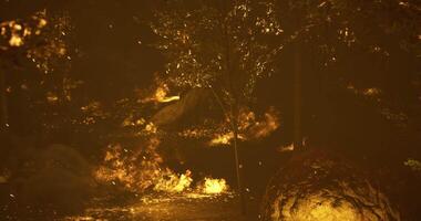 CGI Forest fire consumes trees and underbrush during a dry summer evening video