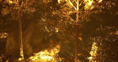 CGI Forest fire spreads rapidly through trees at dusk in remote wilderness video