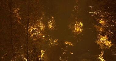 CGI Fire engulfs forest during night causing devastation in rural area video