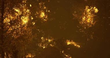 CGI Forest fire engulfs trees at dusk creating a dramatic landscape of flames video